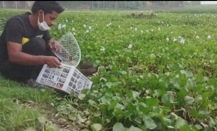 শাহজাদপুরে ৪টি ডাহুক পাখি উদ্ধার করে অবমুক্ত করলেন মামুন বিশ্বাস