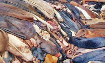 কোরবানির পশুর চামড়ার দাম নির্ধারণ