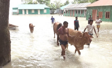শাহজাদপুরে বন্যা পরিস্থিতির অবনতিতে পানিবন্দীরা দুর্ভোগে