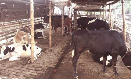 বন্যা ও করোনায় গবাদী পশু নিয়ে শাহজাদপুরের খামারিরা চরম বিপাকে!