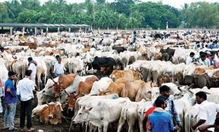 চলনবিলে ৪০ হাজার কোরবানীর পশু প্রস্তুত