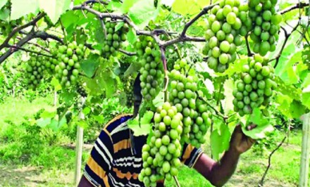 আঙুর ফল চাষ করে বাণিজ্যিক সফলতা পেয়েছেন