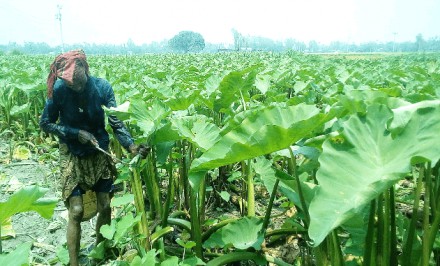 শাহজাদপুরে কচুর বাম্পার ফলনে চাষীদের মুখে হাসি