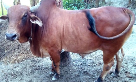 শাহজাদপুরে ষাঁড় হৃষ্টপুষ্ট করে শতশত বেকার স্বাবলম্বী!