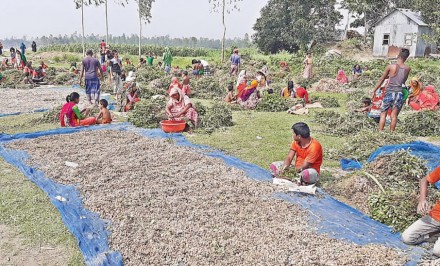 যমুনা চরের বাদাম চাষীদের স্বপ্নভঙ্গ