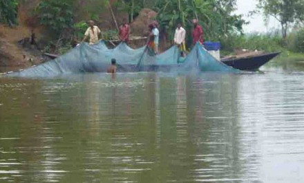 নির্বিচারে চলছে চলনবিলে ডিমওয়ালা মা মাছ নিধন