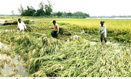 যমুনায় অস্বাভাবিক পানিবৃদ্ধিতে ধানকাটা নিয়ে শাহজাদপুরের কৃষকেরা মহাবিপাকে!