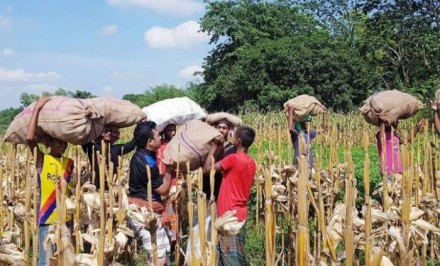 তাড়াশে কৃষকের ভুট্টা তুলছে ছাত্রলীগ