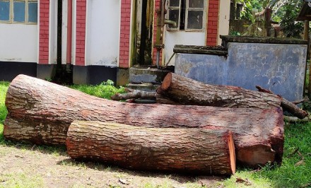 এনায়েতপুরে সেই কাটা গাছ উদ্ধার