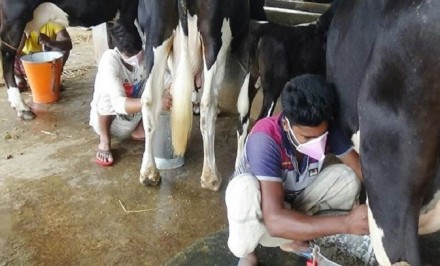 ক্ষতির মুখে শাহজাদপুরের দুধ খামারিরা