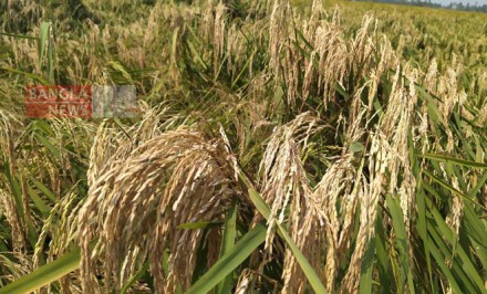 তাড়াশে ব্লাস্ট রোগে শুকিয়ে যাচ্ছে ধানের শীষ