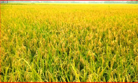 শাহজাদপুরে ঈদ আনন্দ নেই কৃষকের ঘরে