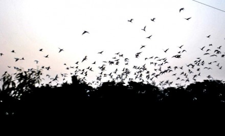 ঐহিত্য হারাচ্ছে চলনবিল; অতিথি পাখির আনাগোনা হ্রাস