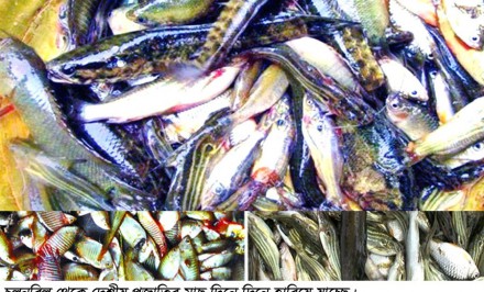 ‘চিরায়ত মাছে ভাতে বাঙালি’ কথাটি ধীরে ধীরে পরিণত হচ্ছে কল্পবাক্যে