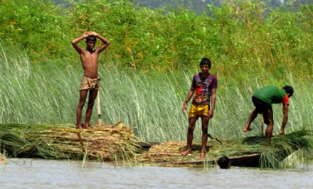 শাহজাদপুরে কাঁচা গো-খাদ্যের সংকটে খামারিরা মহাবিপাকে