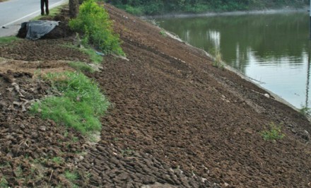 শাহজাদপুরে মাসে ৫০ কোটি টাকার জৈবসার গোবর বিনষ্ট হচ্ছে
