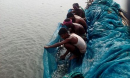 শাহজাদপুরে নির্বিচারে ডিমওয়ালা মা ও পোনা মাছ নিধন : বংশ বৃদ্ধি নিয়ে উদ্বেগ