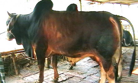 গরু মোটাতাজাকরণে ব্যাতিব্যস্ত শাহজাদপুরের গো-খামারীরা