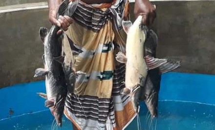 রায়গঞ্জে পুকুরে বিষ প্রয়োগে লাখ লাখ টাকার মাছ নিধন