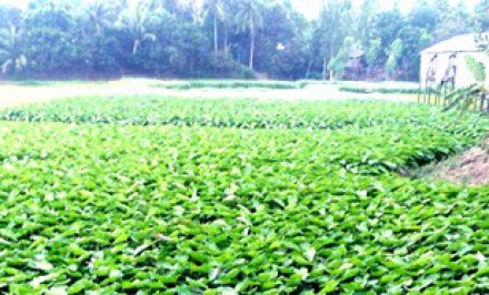 ধানের চেয়ে কচুর আবাদ লাভজনক; শাহজাদপুরের কৃষক কচু চাষে ঝুঁকছে