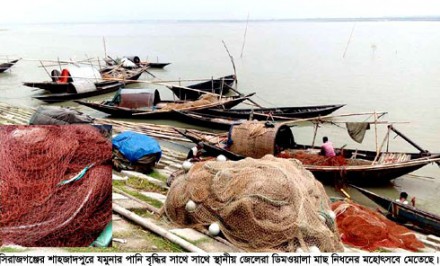 যমুনায় ধরা পড়ছে ডিমওয়ালা মা মাছ : মাছের বংশবৃদ্ধি নিয়ে উদ্বেগ