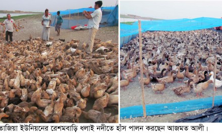 শাহজাদপুরে হাঁস পালনে আজমতের ভাগ্যবদল
