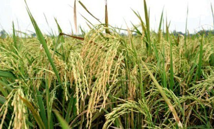 শাহজাদপুরে খরা সহিষ্ণু চিনা ধানের বাম্পার ফলন