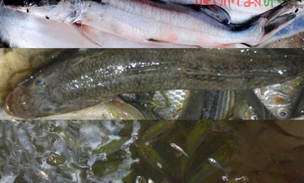 চলনবিলে দেশীয় ৪০ প্রজাতির ছোট মাছ বিলুপ্তি’র পথে!