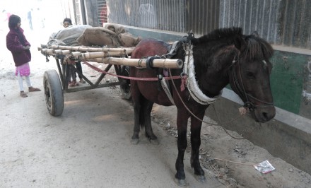 আধুনিকতার ছোঁয়ায় হারিয়ে যাচ্ছে গ্রাম বাংলার ঐতিহ্যবাহী গরু ও ঘোড়ার গাড়ি
