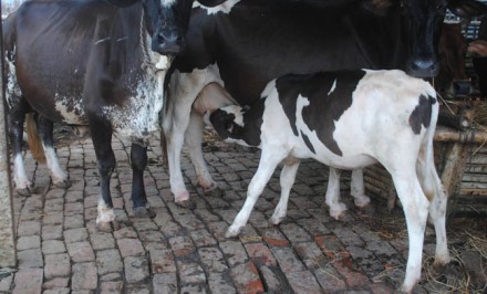 শাহজাদপুর প্রাণি সম্পদ অফিসে চিকিৎসক ও মাঠকর্মী সংকট; হুমকির মুখে সাড়ে ৪ লাখ গবাদি প্রাণি-  দু‘মাস ধরে ভ্যাকসিন কার্যক্রম বন্ধ