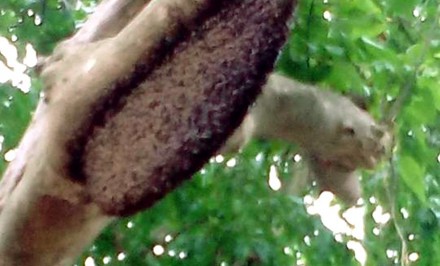 কমে যাচ্ছে মৌচাক, ফসলের উৎপাদন হ্রাস!