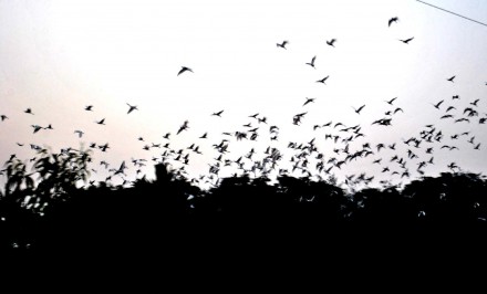 ঐহিত্য হারাচ্ছে চলনবিল! অতিথি পাখির আনাগোনা কমে গেছে বহুগুণে