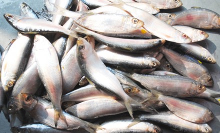 যমুনায় ধরা পড়ছে ঝাঁকে ঝাঁকে জাটকা ইলিশ !