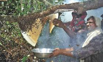 মৌচাষ-৪ : কষ্ট না করেই কেষ্ট হাতিয়ে নিচ্ছে দালালচক্র : দালালচক্রের হাতে জিম্মি হয়ে পড়েছে মৌচাষীরা