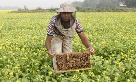 মৌচাষ :-৩ :  পরিকল্পিত মৌচাষে বৈদ্যশিক মুদ্রা আয়ের উজ্জ্বল সম্ভাবনা