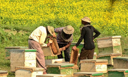 মৌচাষ-২ : বিরূপ আবহাওয়া ও খাদ্য সংকটে উদ্বেগজনক হারে মৌমাছির বংশবৃদ্ধি বিঘ্নিত