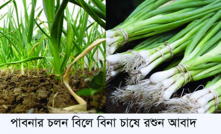 চলনবিল অঞ্চলে রসুন উৎপাদনের লক্ষ্যমাত্রা দুই লাখ ৩২ হাজার টন