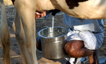 দুধ নিয়ে বিপাকে শাহজাদপুরসহ বাঘাবাড়ি মিল্কশেড এরিয়ার খামারিরা