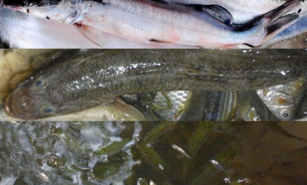 চলনবিলে ৪০ প্রজাতির ছোট মাছ বিলুপ্তির পথে!