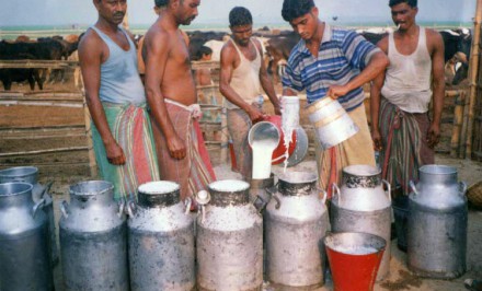 শাহজাদপুরে দিনে উৎপন্ন ৪ লাখ লিটার খাঁটি গরুর দুধ দেশের দুধের চাহিদা পূরণ করছে