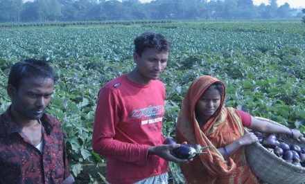 শাহজাদপুরে সবজি গ্রামের সবজি চাষে সবজি চাষীদের ভাগ্যোন্নয়ন : শতশত কৃষক স্বাবলম্বী