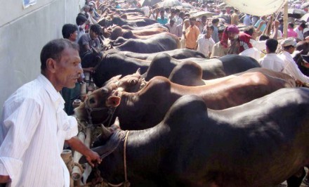 ভারতীয় গরু আমদানি বন্ধ, দেশি গরুর দাম চড়াঃ পাবনা-সিরাজগঞ্জের পশু পালনকারীদের মুখে হাঁসি