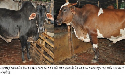 শাহজাদপুরে গরু মোটাতাজাকরণে হাজার হাজার গো-খামারীরা ব্যতিব্যাস্ত