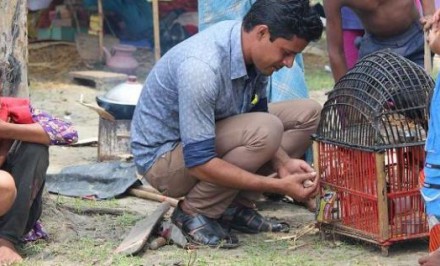 এনায়েতপুরে বেদে পল্লীতে খাচায় বন্দি ৮ পাখি এখন মুক্ত