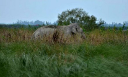 ভেসে আসা হাতির সাথে মানুষের দ্বন্দের শঙ্কা