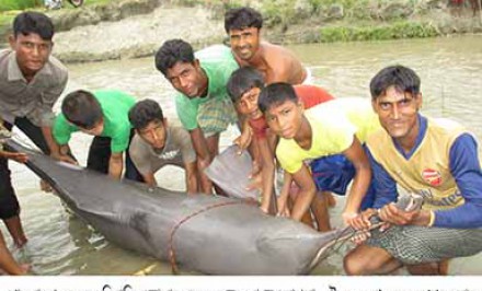 শাহজাদপুরে নদ-নদীর জীববৈচিত্র হুমকির মুখেঃ ১৫ বছরে অর্ধশত শুশুক হত্যা