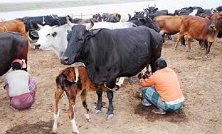 দুধের দাম কমানোয় খামারীরা দিশেহারা
