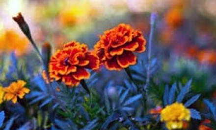 শীতের চাদরে মুড়িয়ে গাঁদা ফুলের সমাহার