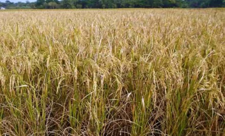 বেলকুচিতে ‘রোপা আমন’ এর বাম্পার ফলন : চৌহালী উপজেলার কৃষকরা হতাশ