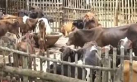 বন্যায় শাহ্জাদপুরে গো খাদ্যের সংকট